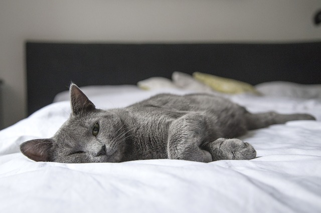 kočka na posteli.jpg
